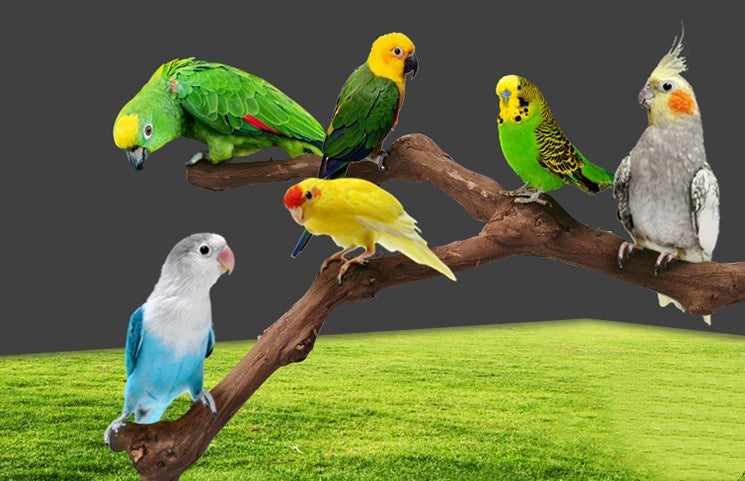 Branch perch for birds