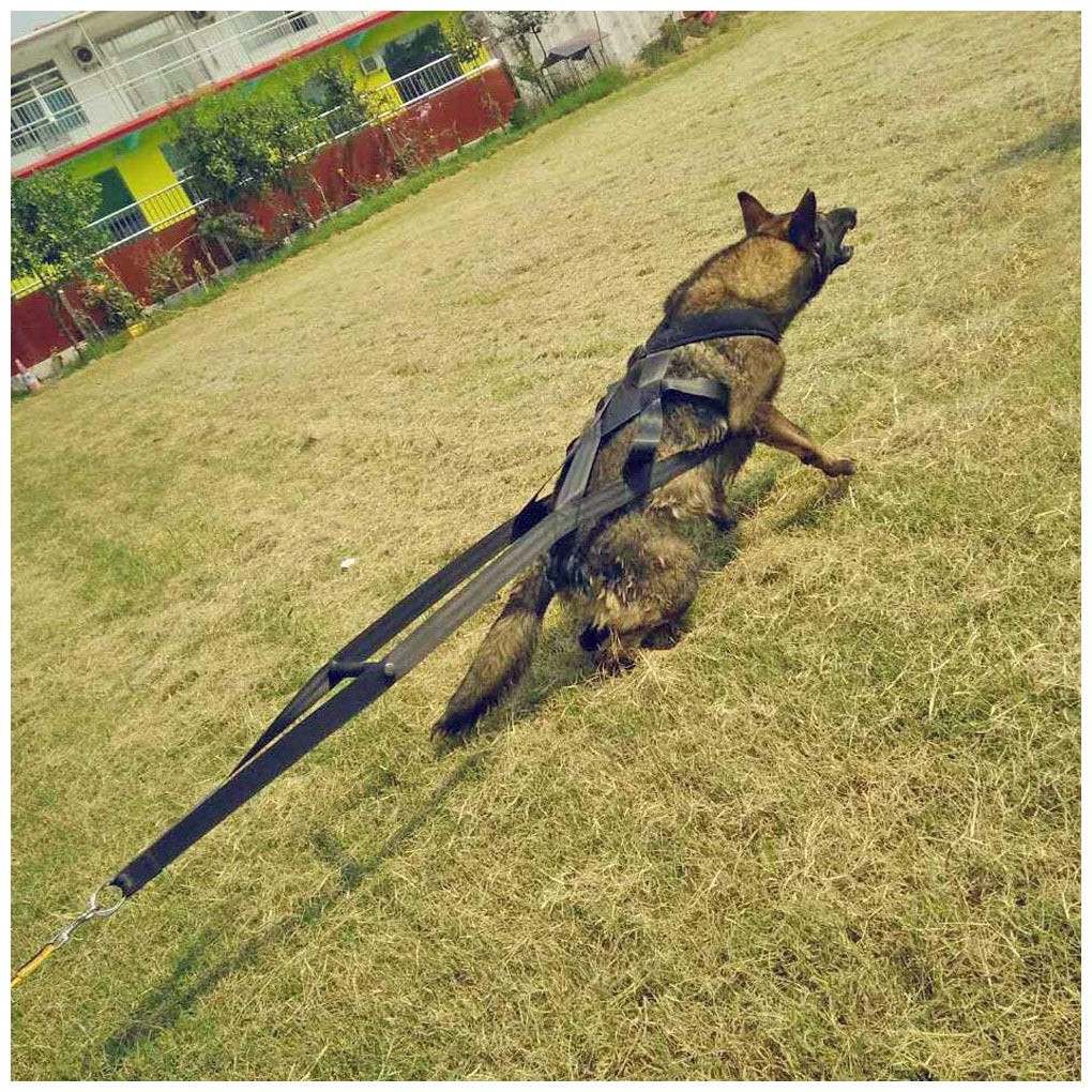 Dog training straps