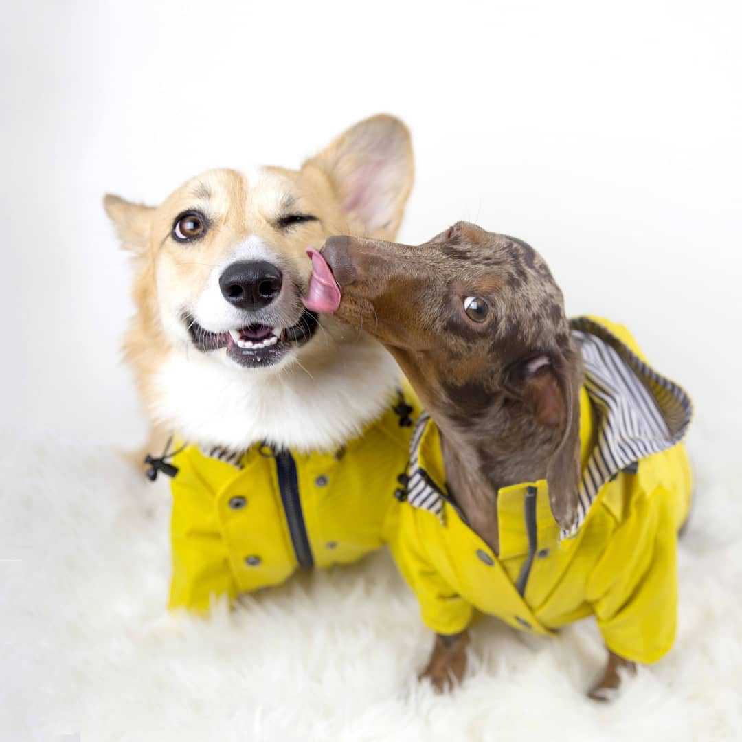 Tide Brand Windproof And Rainproof British Retro Padded Dog Raincoat,