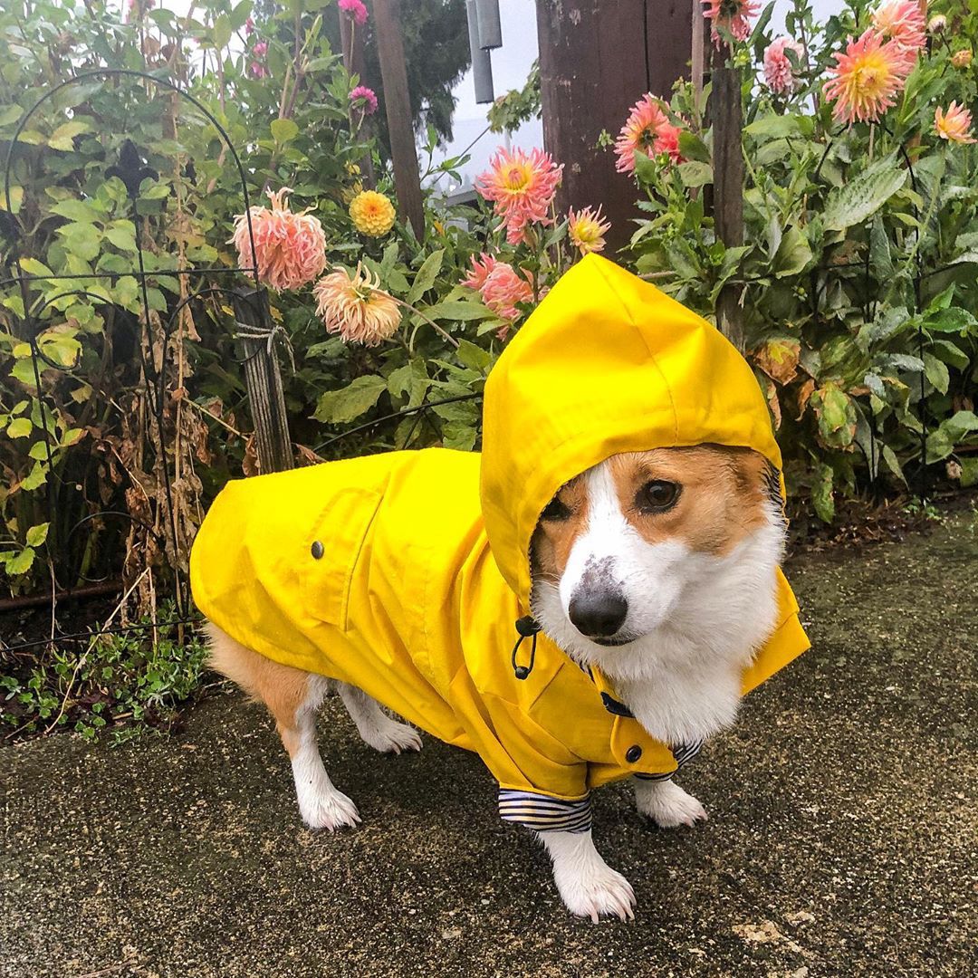 Tide Brand Windproof And Rainproof British Retro Padded Dog Raincoat,