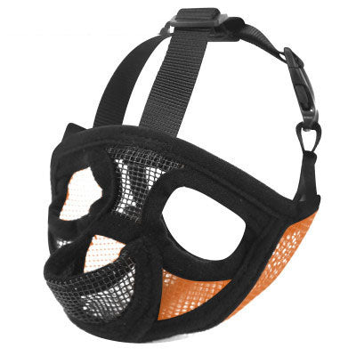 French bull dog, brachycephalic dog muzzle