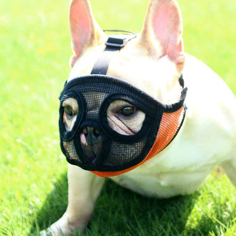 French bull dog, brachycephalic dog muzzle