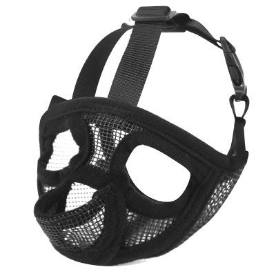 French bull dog, brachycephalic dog muzzle