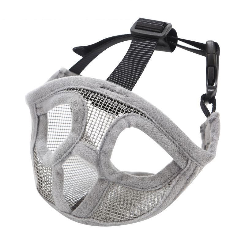French bull dog, brachycephalic dog muzzle