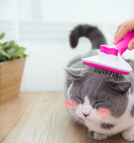 Cat comb long hair