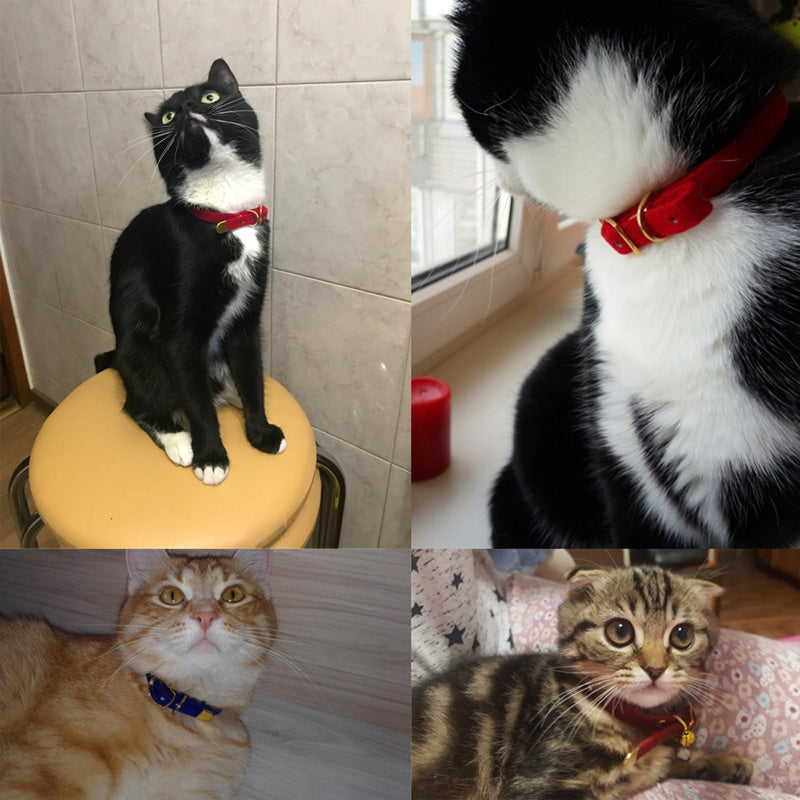 Velvet cat collar