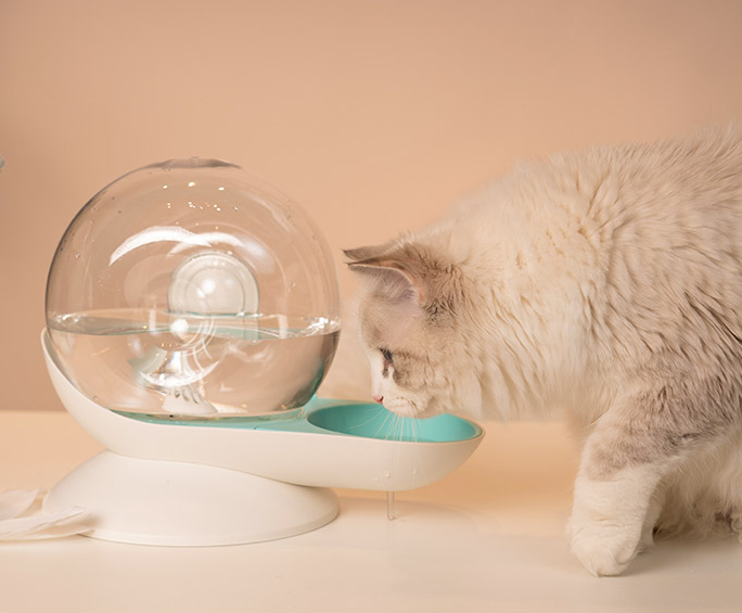 Cat drinking fountain