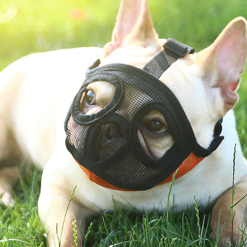French bull dog, brachycephalic dog muzzle
