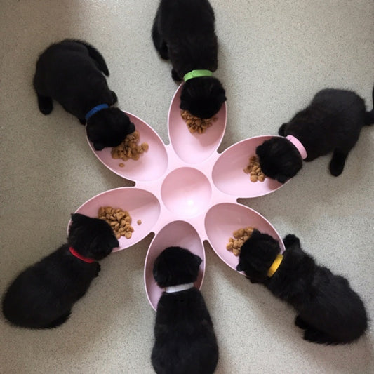 Multi puppy feeder