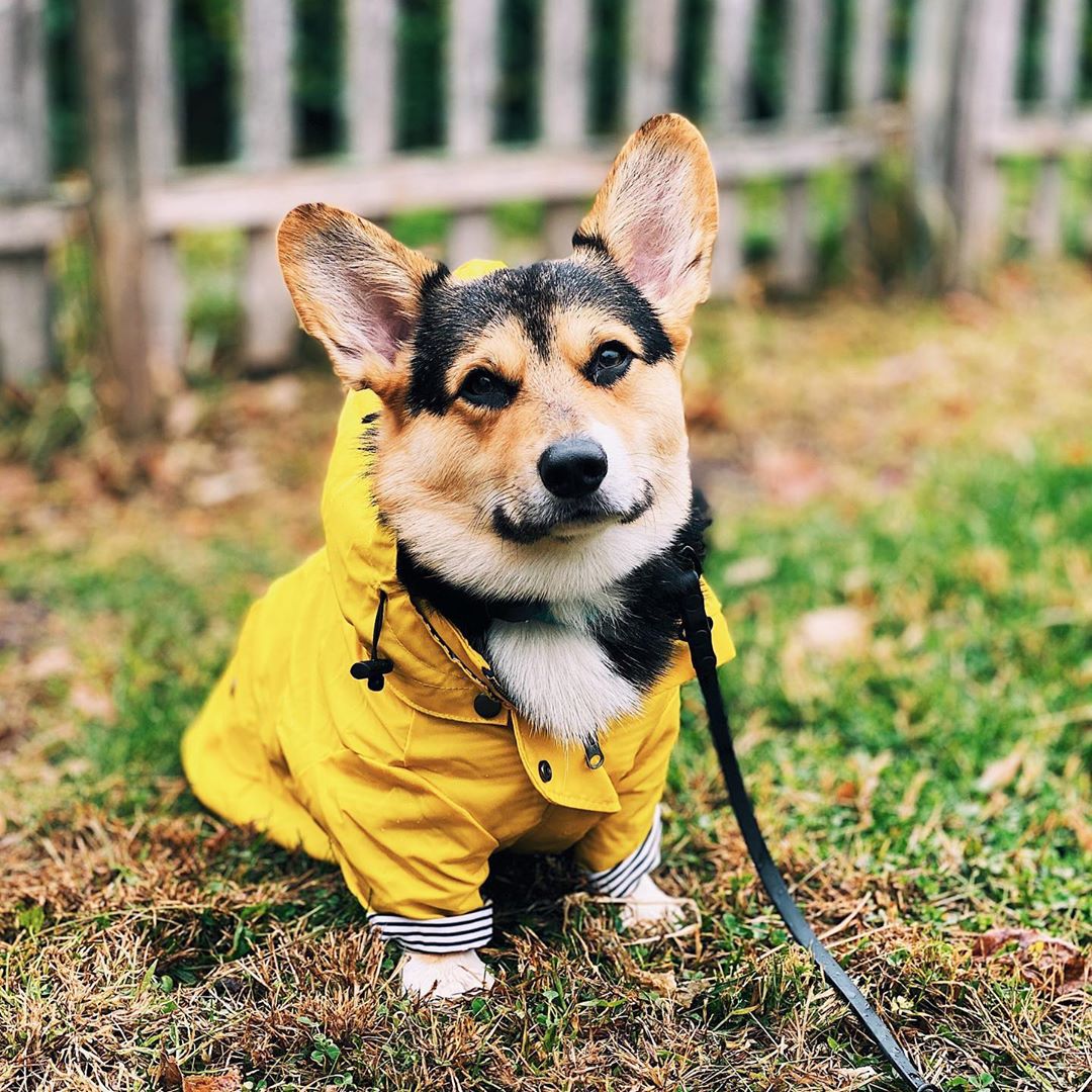 Tide Brand Windproof And Rainproof British Retro Padded Dog Raincoat,